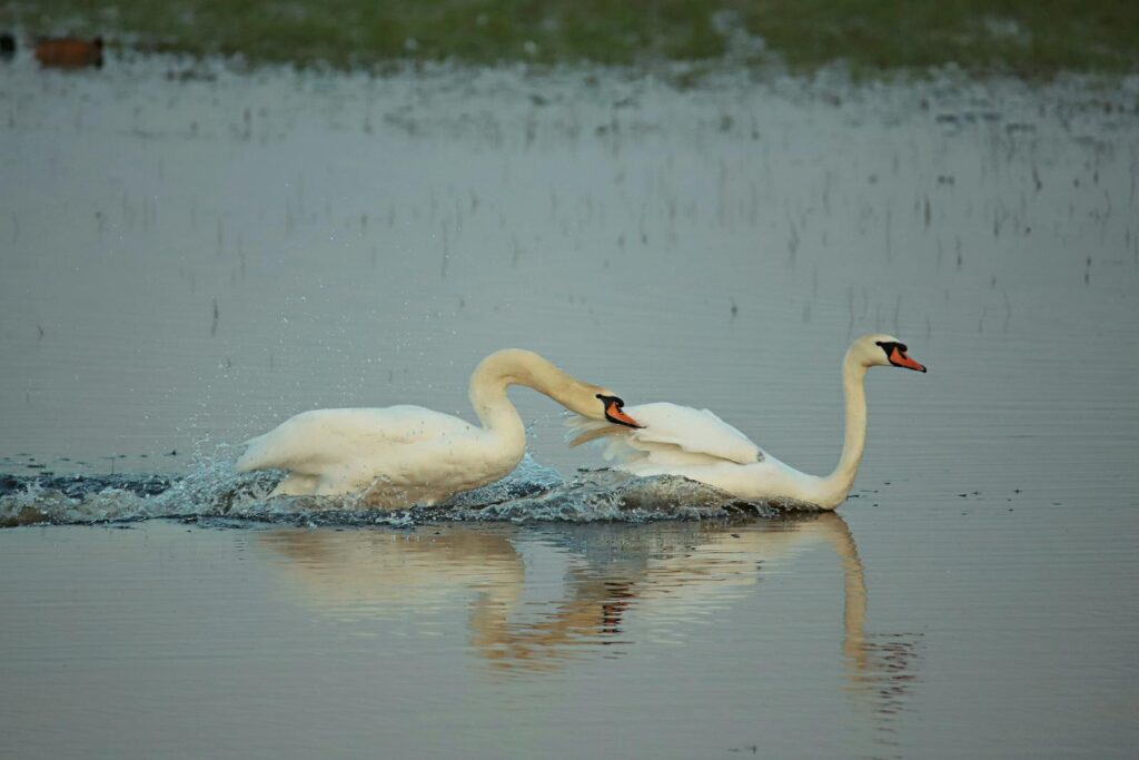 Two swans gracefully swim in a tranquil body of water.