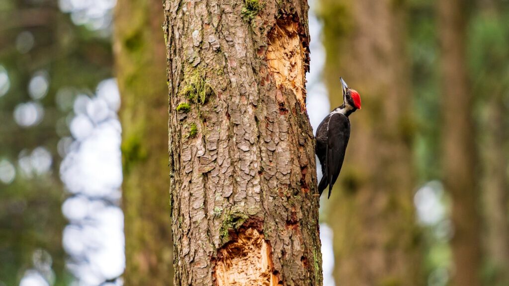 Vibrant pileated woodpecker pecking a tree trunk