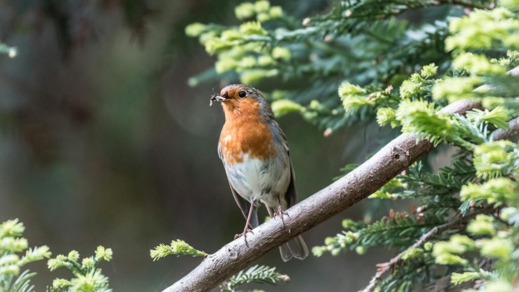 European Robin perched on a branch holding insect in its beak