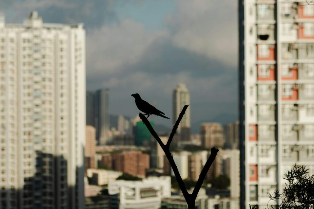 A bird silhouette perched on a branch with a blurred Hong Kong cityscape in the background.