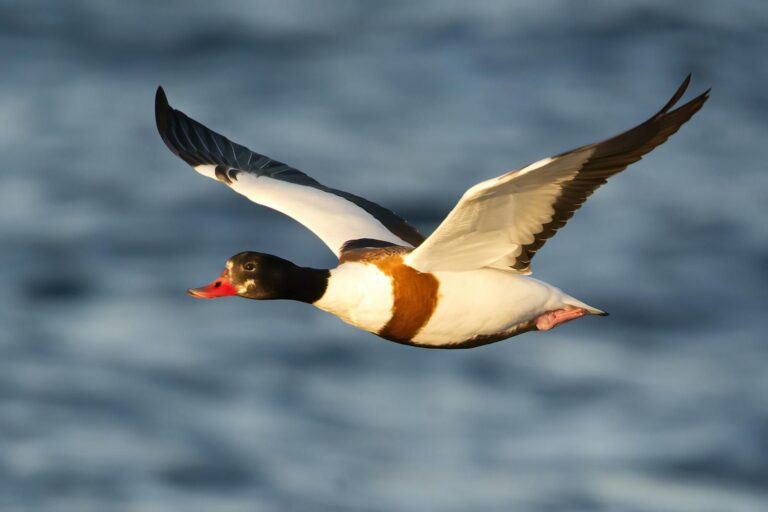 Close-up of a Common Shelduck flying over water.