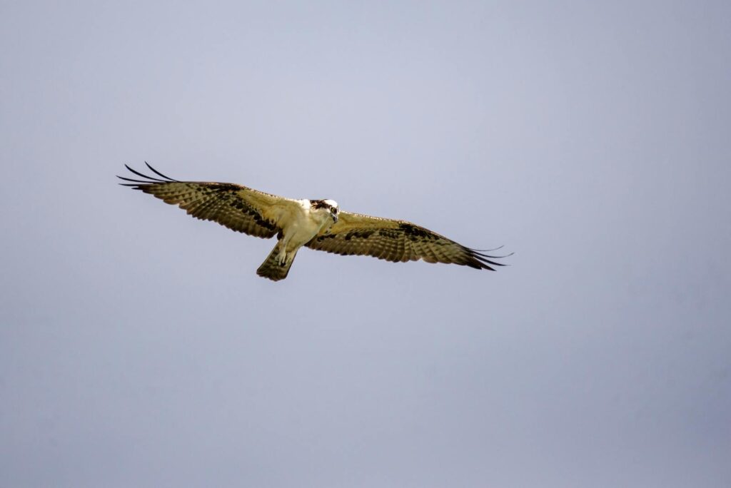 A majestic osprey gliding gracefully through the sky, showcasing its wingspan.