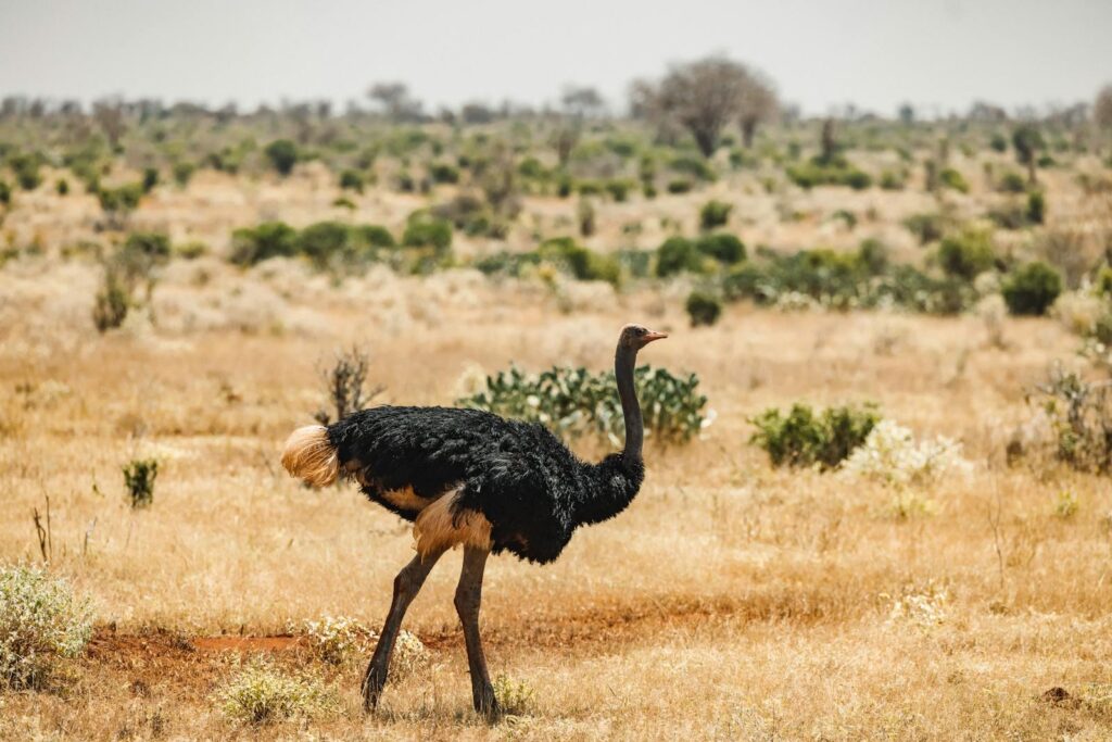 A Somali ostrich walking through an open field in its natural habitat.