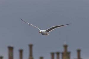 A majestic seagull soaring against a grey sky, framed by distant industrial chimneys.