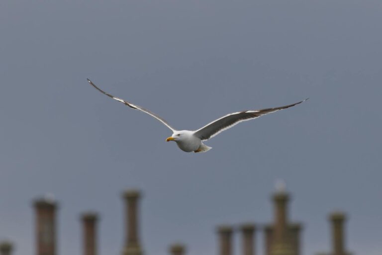 A majestic seagull soaring against a grey sky, framed by distant industrial chimneys.