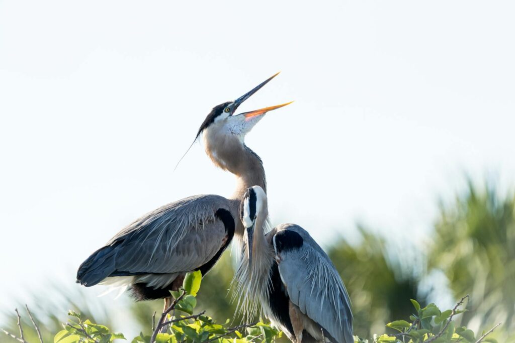 Close-up of great blue herons perched on green foliage in a natural setting.