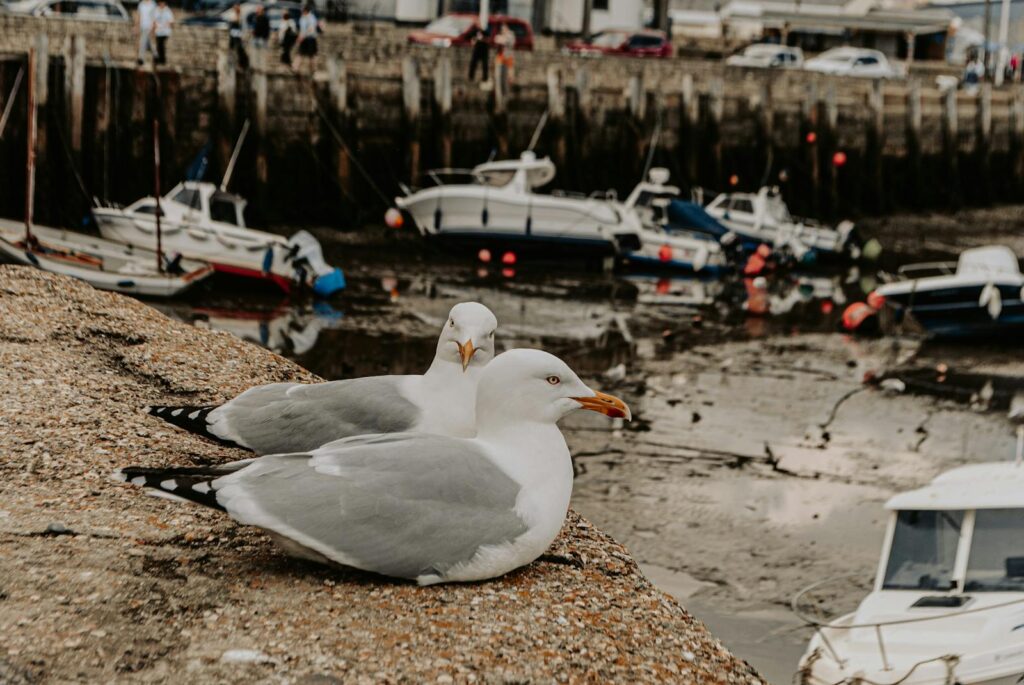 Close-up of two seagulls resting on a dock, with yachts in the harbor background.