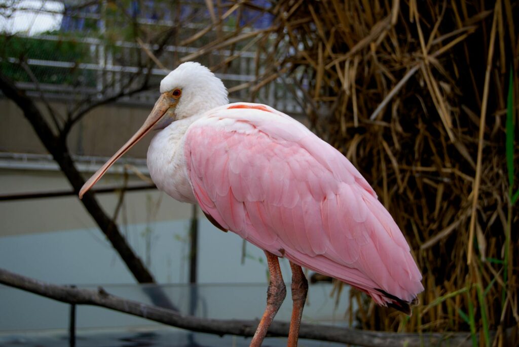 A Roseate Spoonbill with soft pink and white feathers stands on a sturdy branch.
