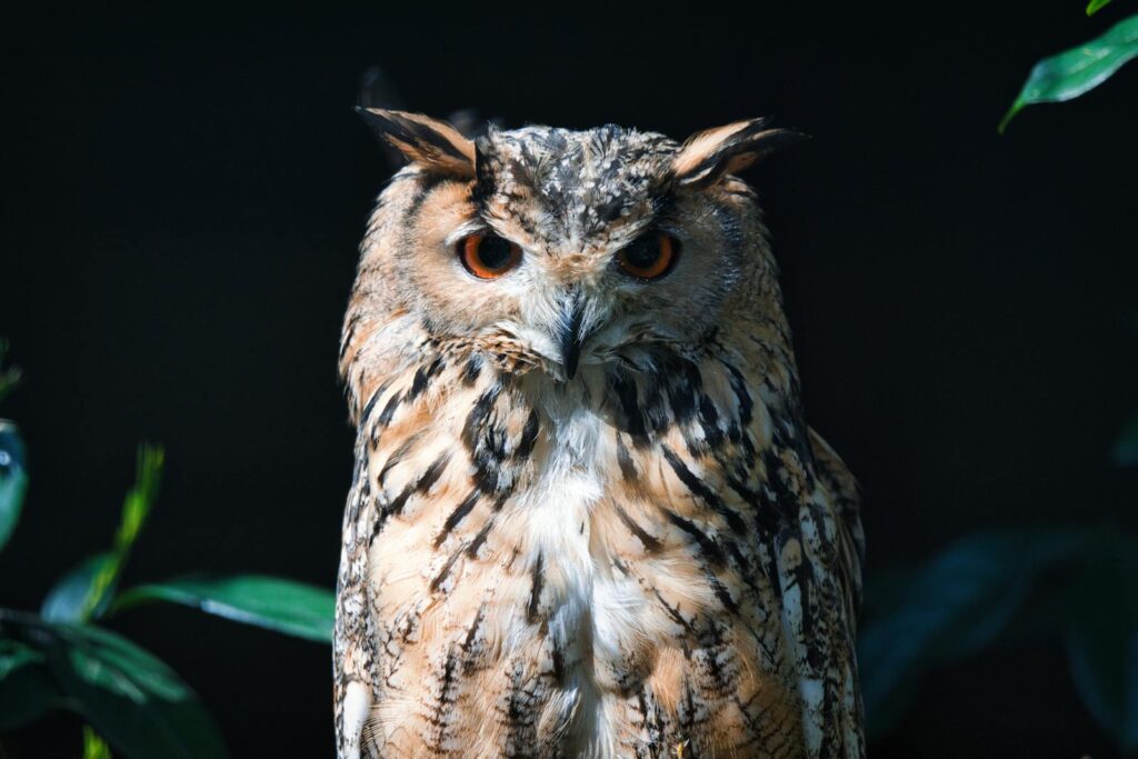 A majestic Indian eagle-owl with vibrant plumage against a dark background.