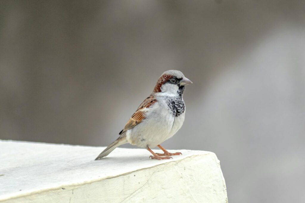 A house sparrow perched on a white surface outdoors.