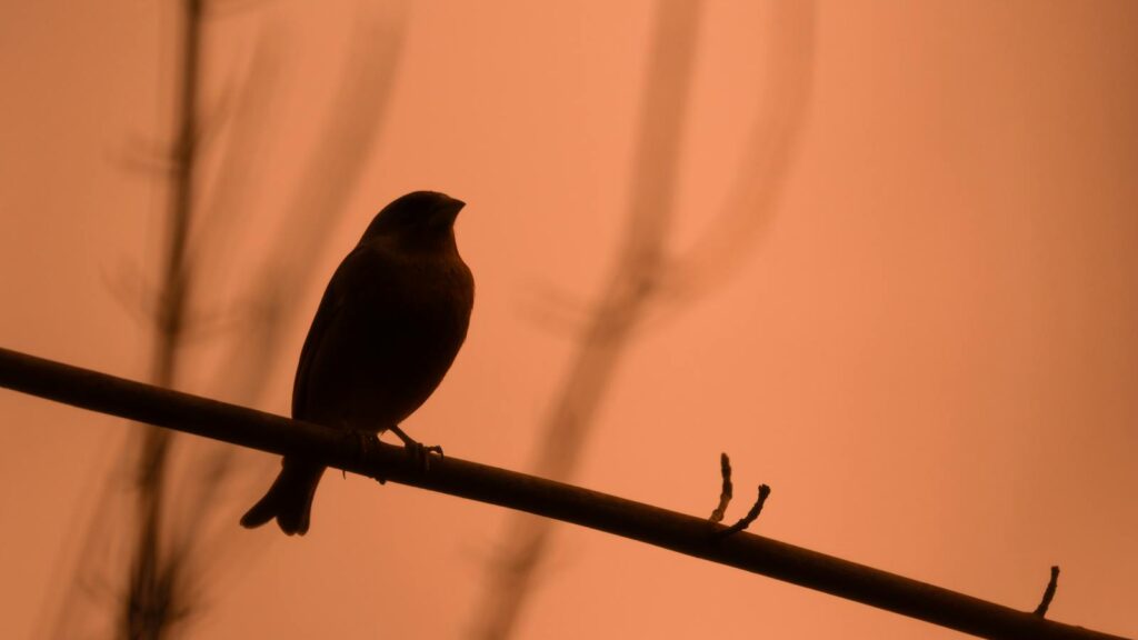 Silhouette of a bird perched on a branch with a dark orange hue in the background
