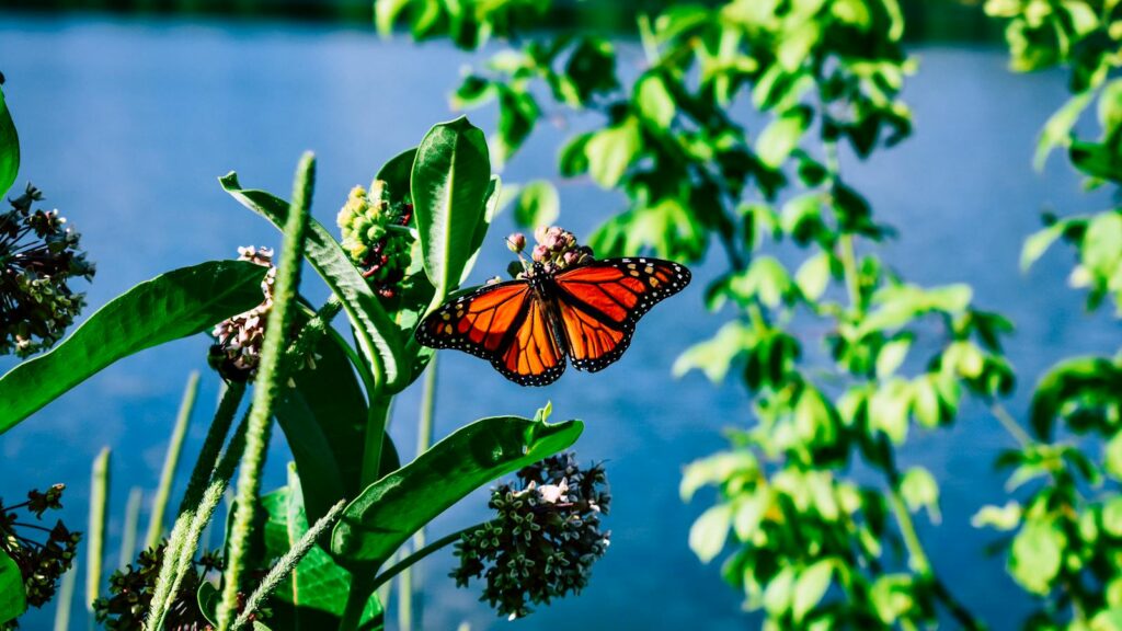 Monarch butterfly feeding on flowers along the shore of a body of water