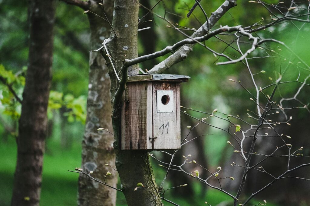 A rustic birdhouse attached to a tree in a lush green forest during spring, showcasing nature's beauty.