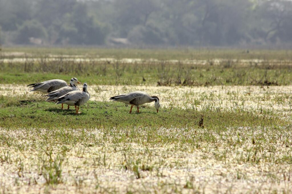 Bar-headed geese with grey and white feathers graze in a grassy, marshy area.