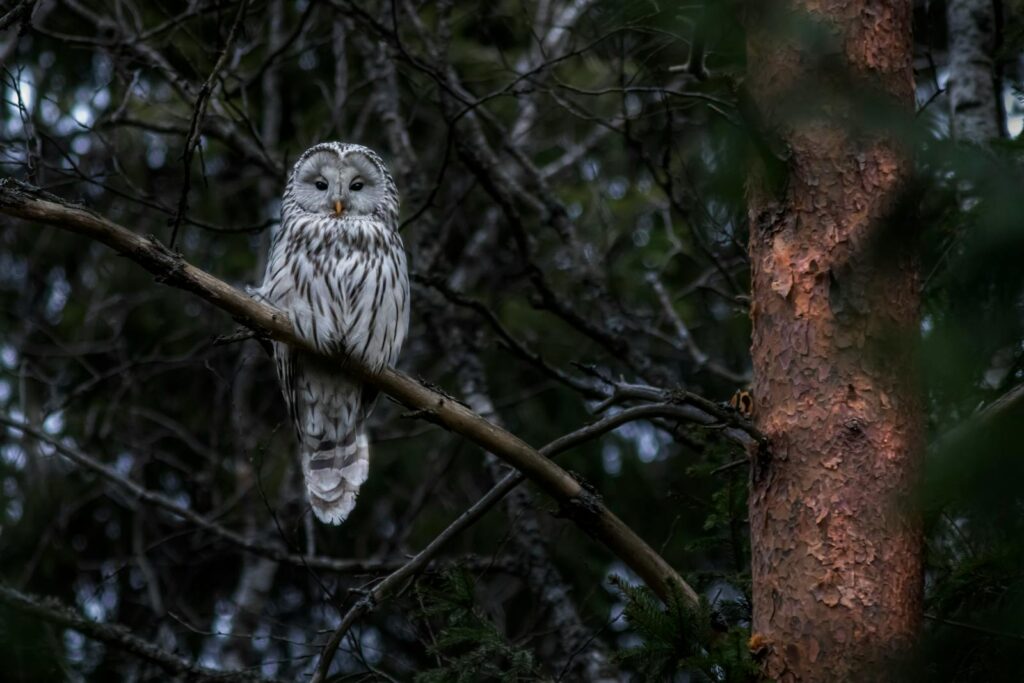 A Ural Owl perched gracefully on a tree branch in a dense forest.