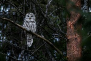 A Ural Owl perched gracefully on a tree branch in a dense forest.