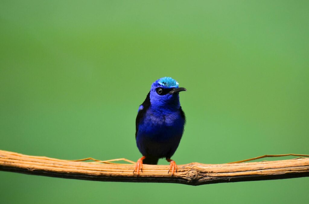 A stunning blue songbird perched on a branch against a lush green background.