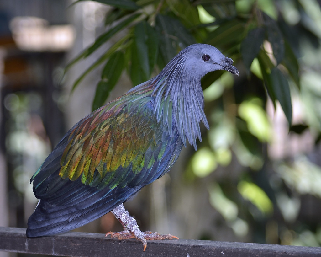 A striking Nicobar pigeon stands on a wooden surface, showing its colorful feathers.