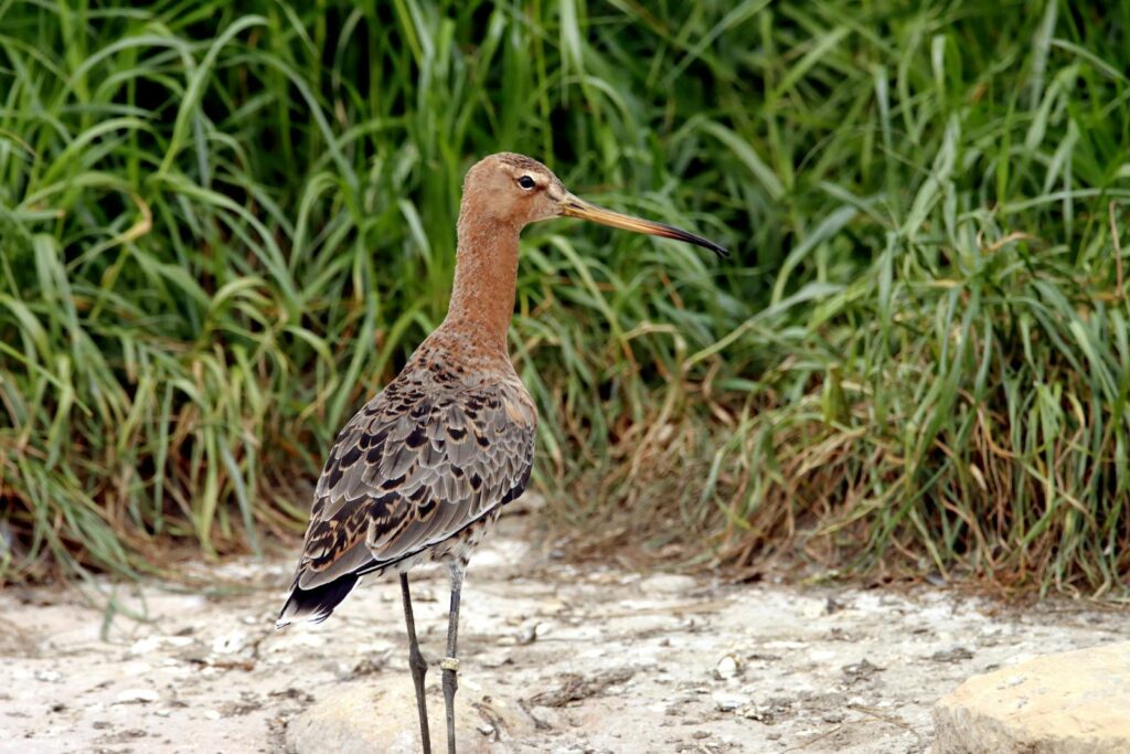 A Black-Tailed Godwit standing in a marshy area, surrounded by grass.