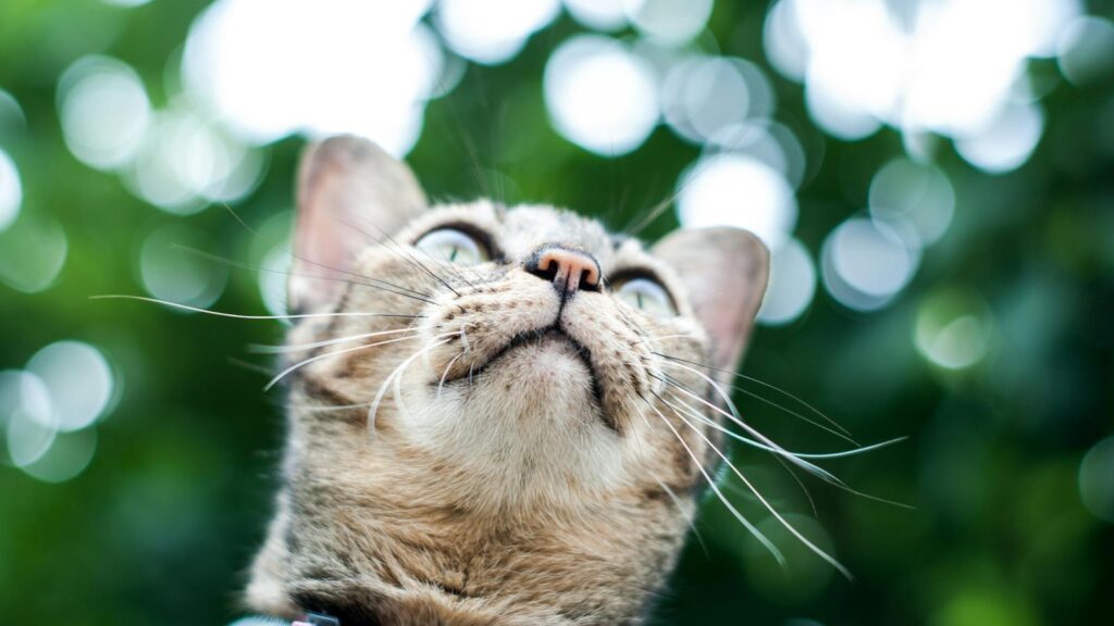 Close-up of domestic cat wearing pink collar with leafy background above