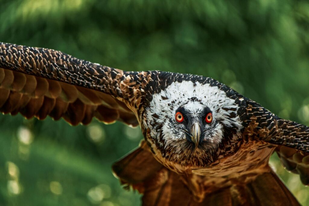 Stunning close-up photograph of a bearded vulture soaring through the sky, showcasing its impressive wingspan.