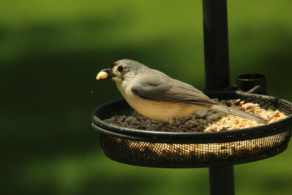 A tufted titmouse perched on a bird feeder enjoying seeds outdoors.