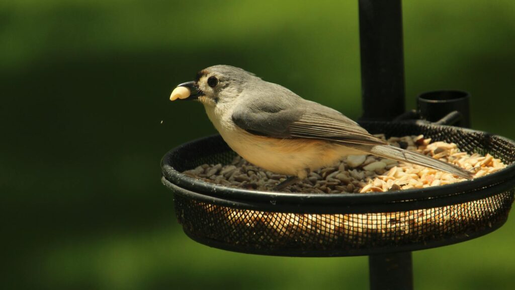 A tufted titmouse perched on a bird feeder enjoying seeds outdoors.