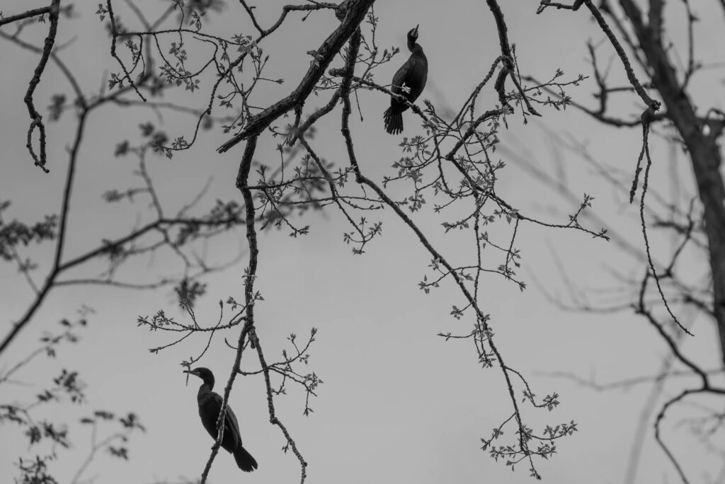 Monochrome image capturing two birds perched on tree branches.