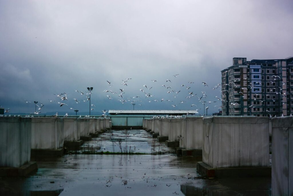 Seagulls flying above a rooftop in Istanbul amidst cloudy skies, offering a serene urban landscape.