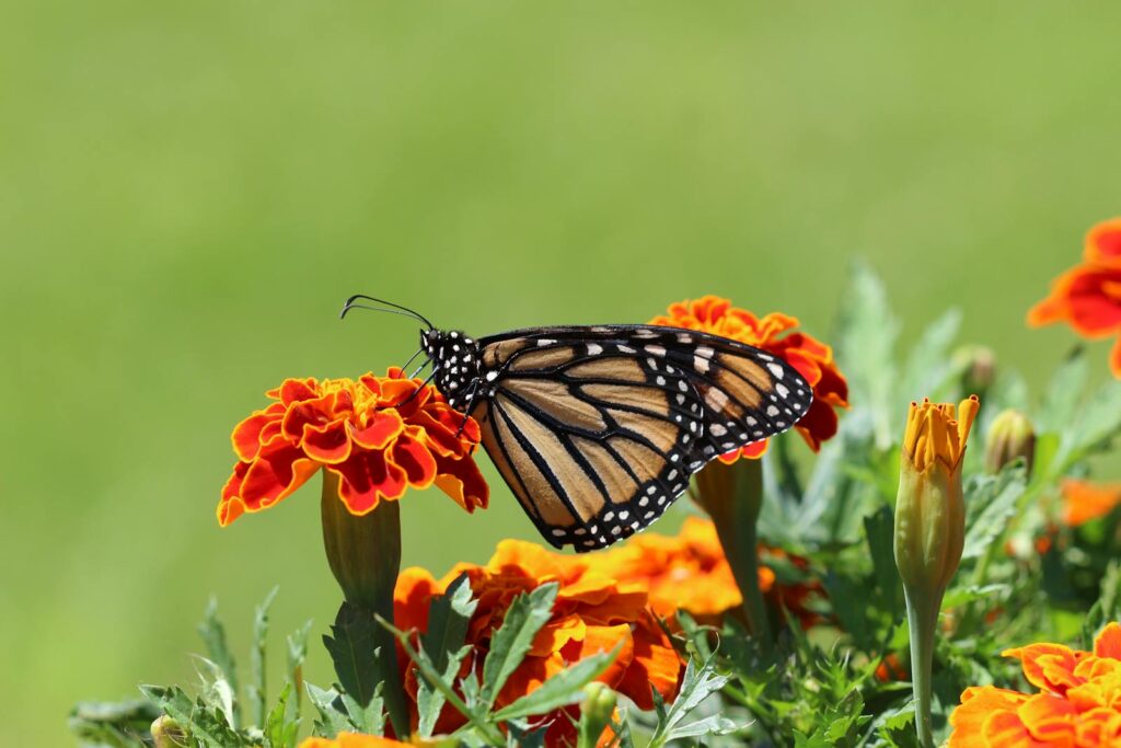 A stunning close-up shot of a monarch butterfly perched on a vibrant marigold bloom.