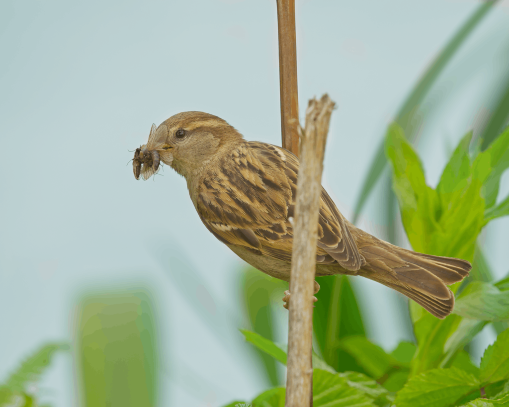 Close-up of a sparrow with insect, perched on branch.