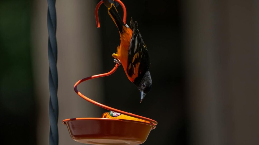 Oriole hanging on a suspended bowl feeder to eat orange slice