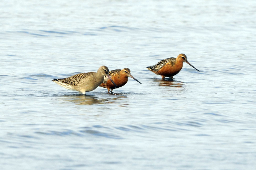 Three bar-tailed godwits with varying plumage wade in shallow water.