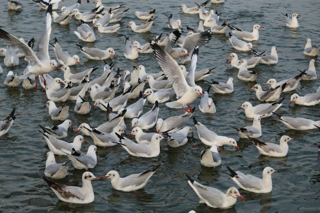 A vibrant flock of seagulls actively flying and swimming over a lake.