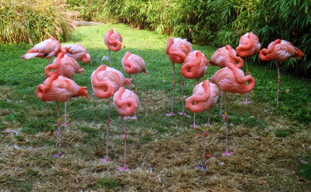 A group of vibrant flamingos resting in a grassy area surrounded by greenery in Washington, DC.
