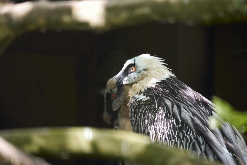 Detailed close-up of a bearded vulture perched outdoors showcasing its distinctive feathers.