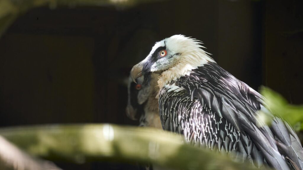 Bearded Vulture standing sideways