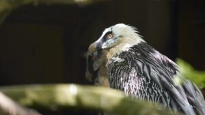 Bearded Vulture standing sideways