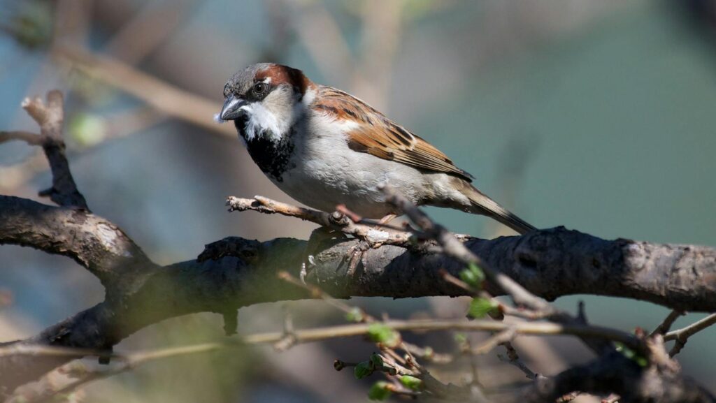 Close-up of a house sparrow perched on a branch, showcasing detailed plumage.