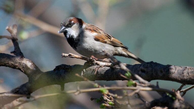 Close-up of a house sparrow perched on a branch, showcasing detailed plumage.