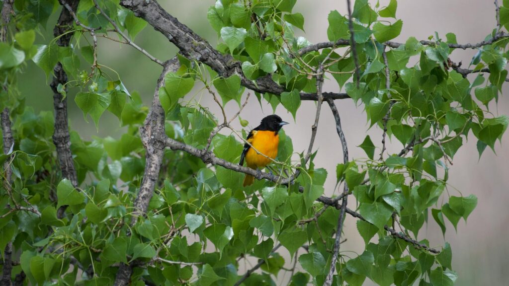 Baltimore Oriole resting on a tree branch amid lush green leaves