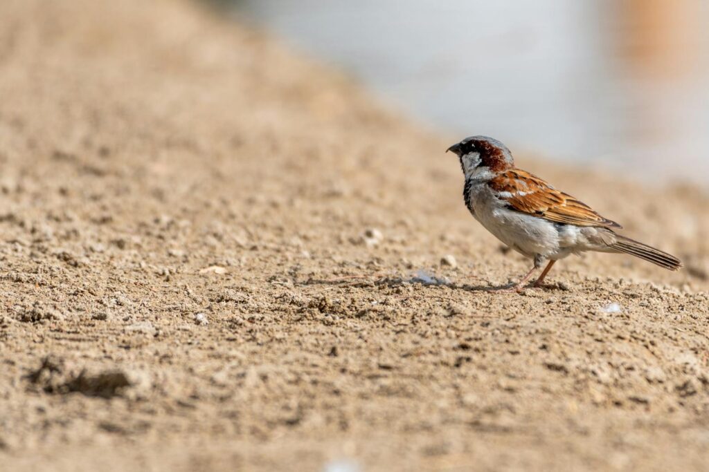 A House Sparrow with brown, white, and black markings.