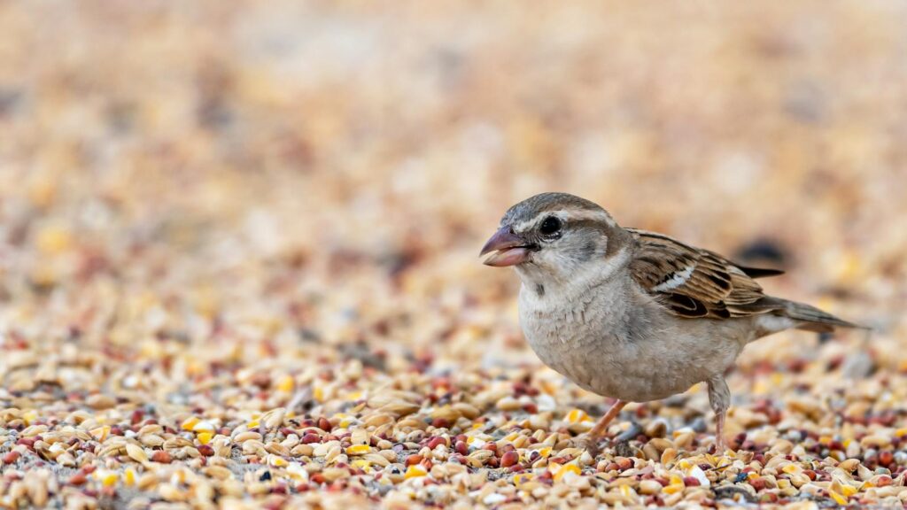 Sparrow feeding on scattered bird seed on the ground