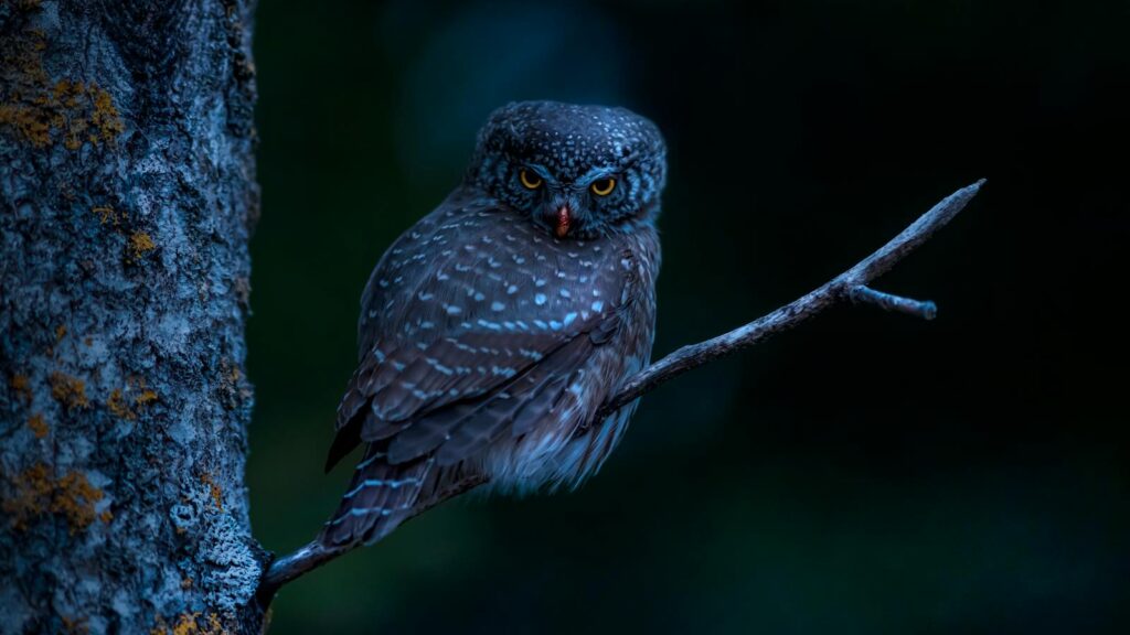 Eurasian Pygmy Owl perched on a branch in low light forest setting