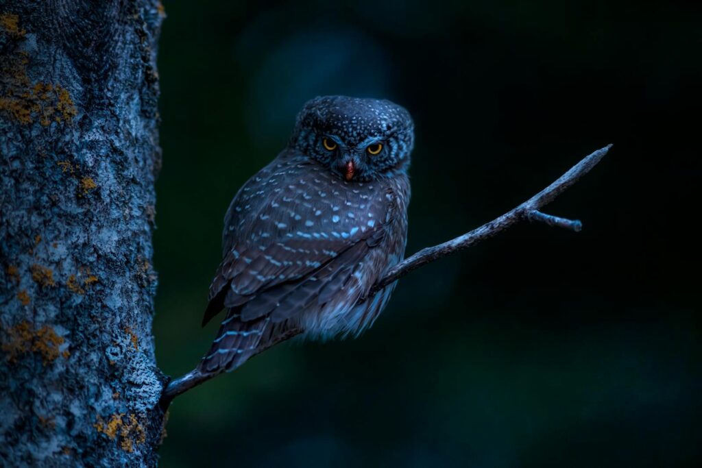 Captivating close-up of an Eurasian Pygmy Owl perched on a branch at night.