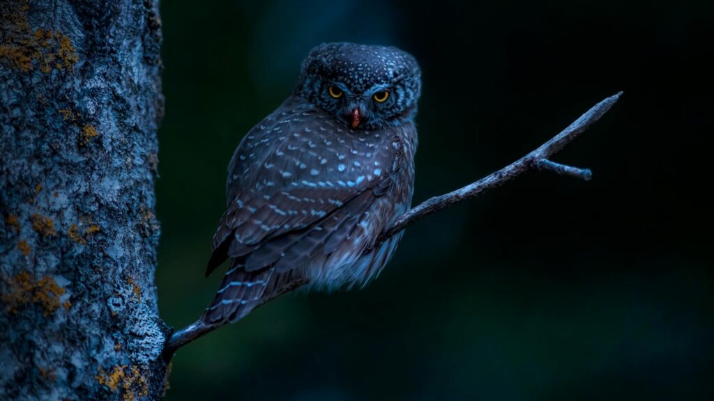 Captivating close-up of an Eurasian Pygmy Owl perched on a branch at night.
