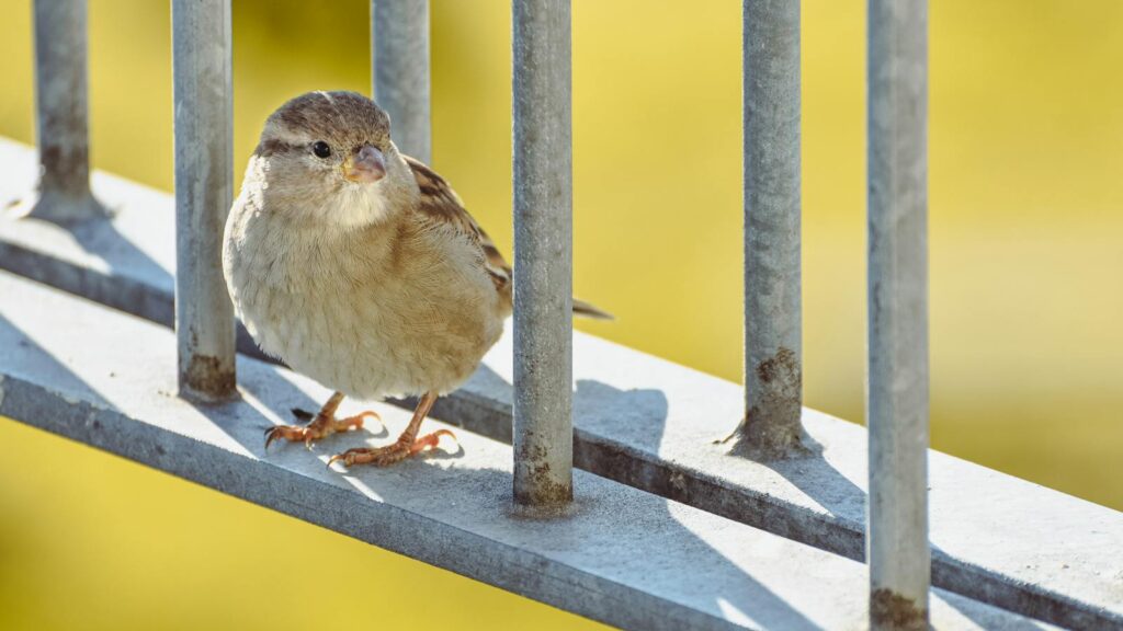 a bird sitting between the railings of a balcony,