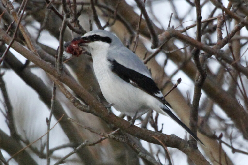 A Northern Shrike holds prey in its beak while perched on branches.