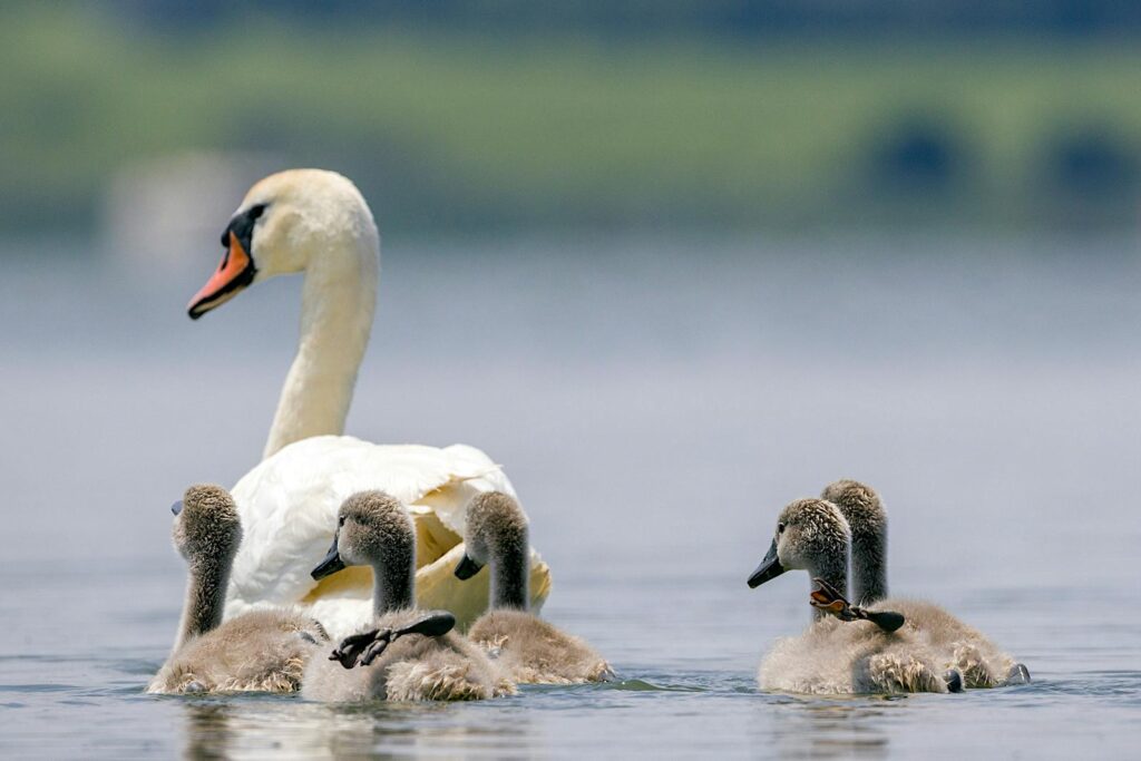 A stunning close-up of a mute swan with cygnets swimming gracefully on a calm lake.