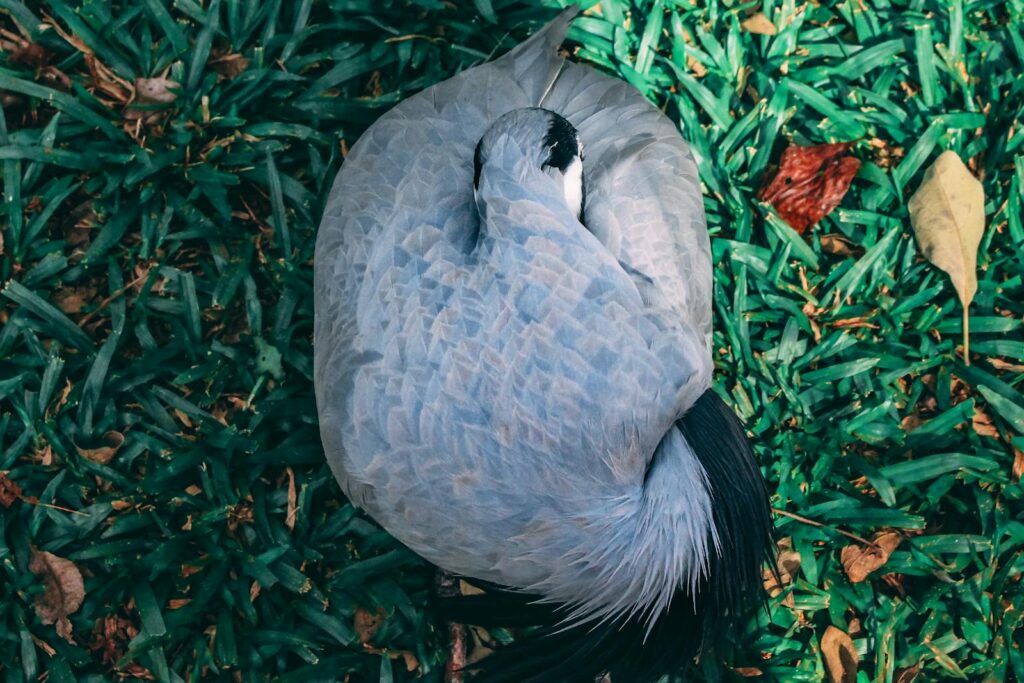 A top view of a crowned crane resting on lush green foliage in a garden setting.